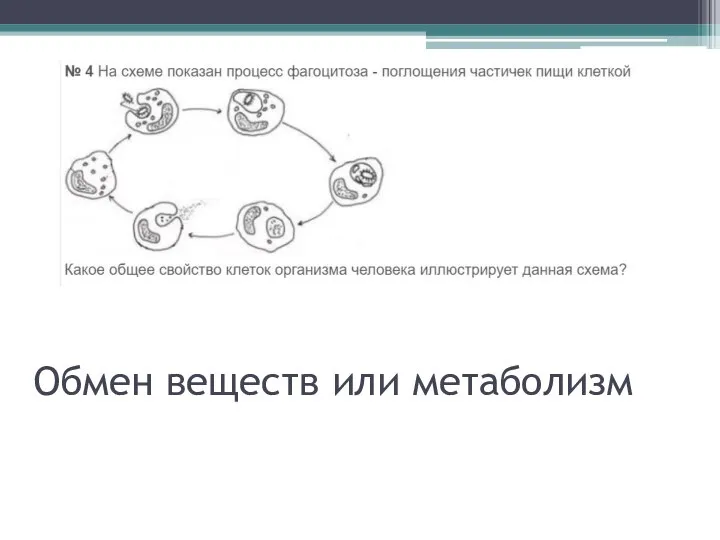 Обмен веществ или метаболизм