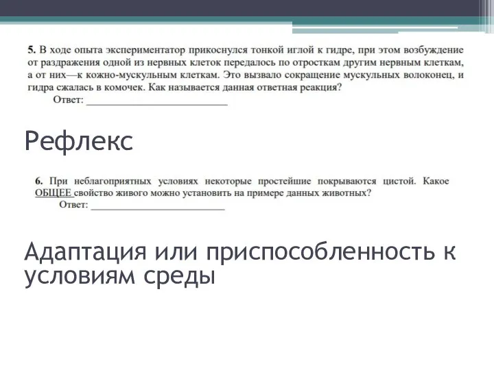 Рефлекс Адаптация или приспособленность к условиям среды