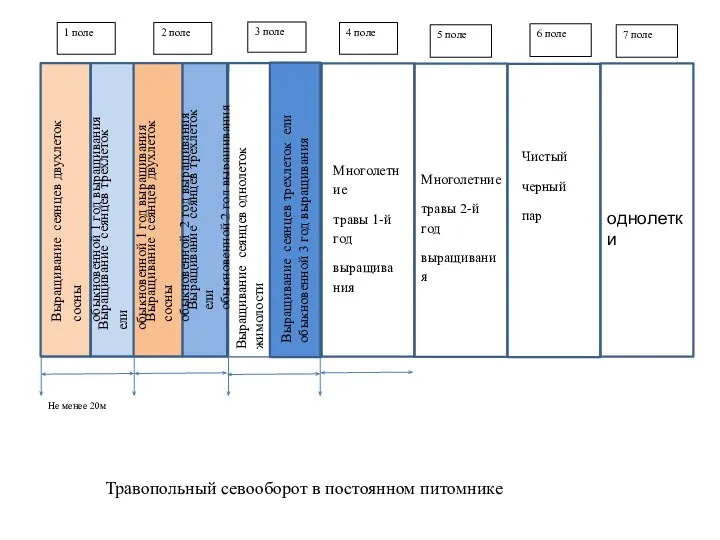 Выращивание сеянцев трехлеток ели обыкновенной 3 год выращивания 5 поле 6 поле