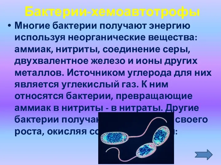 Бактерии-хемоавтотрофы Многие бактерии получают энергию используя неорганические вещества: аммиак, нитриты, соединение серы,