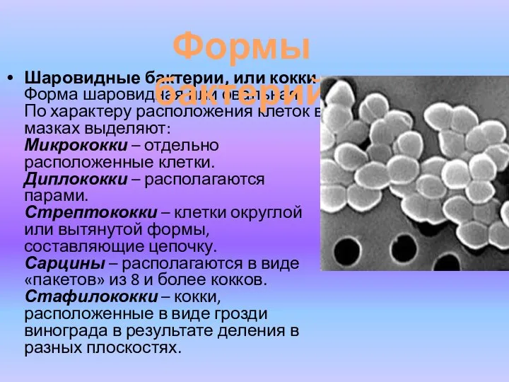 Шаровидные бактерии, или кокки Форма шаровидная или овальная. По характеру расположения клеток