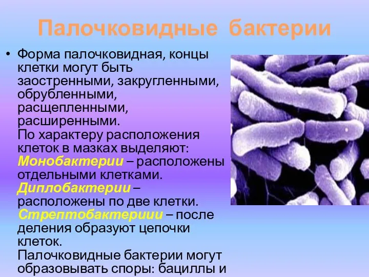 Палочковидные бактерии Форма палочковидная, концы клетки могут быть заостренными, закругленными, обрубленными, расщепленными,