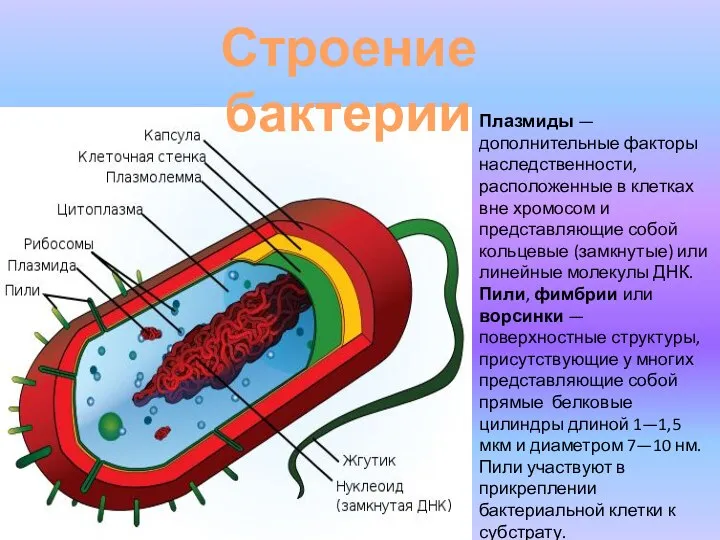 Строение бактерии Плазмиды — дополнительные факторы наследственности, расположенные в клетках вне хромосом