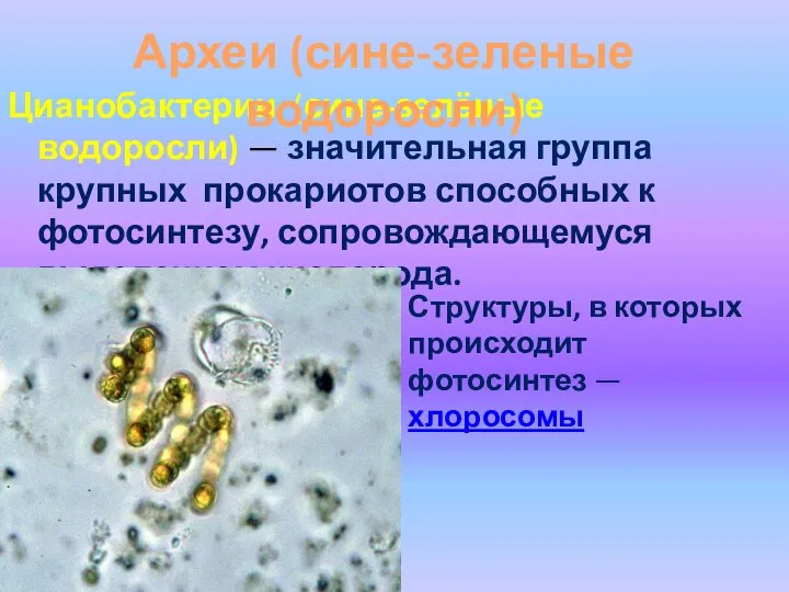 Цианобактерии (сине-зелёные водоросли) — значительная группа крупных прокариотов способных к фотосинтезу, сопровождающемуся