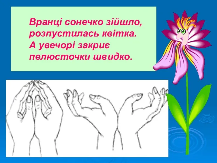 Вранці сонечко зійшло, розпустилась квітка. А увечорі закриє пелюсточки швидко.