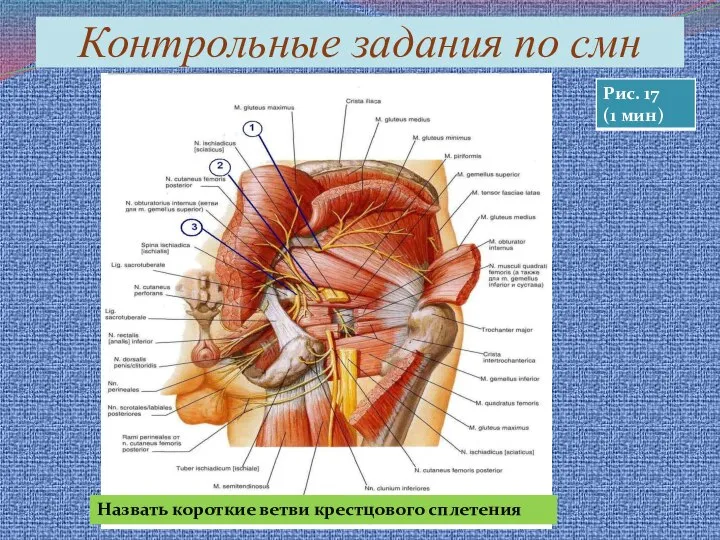 Контрольные задания по смн Назвать короткие ветви крестцового сплетения