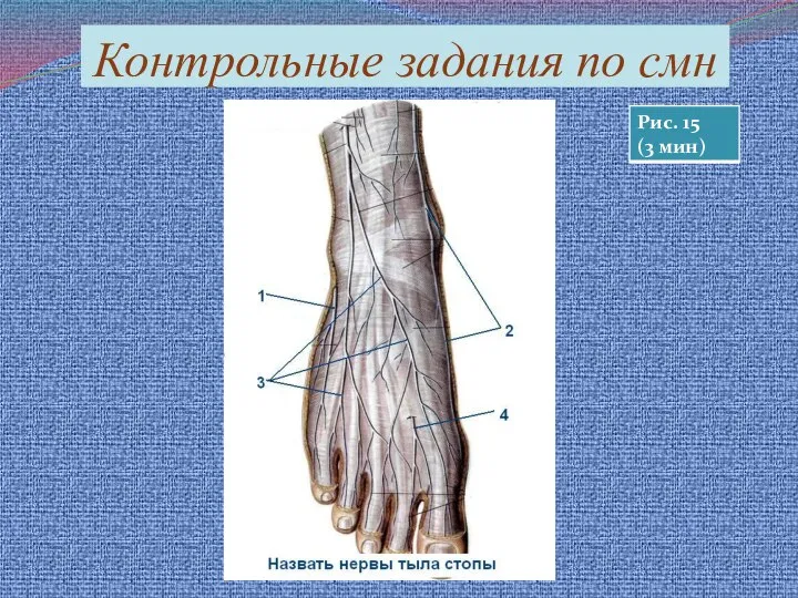 Контрольные задания по смн