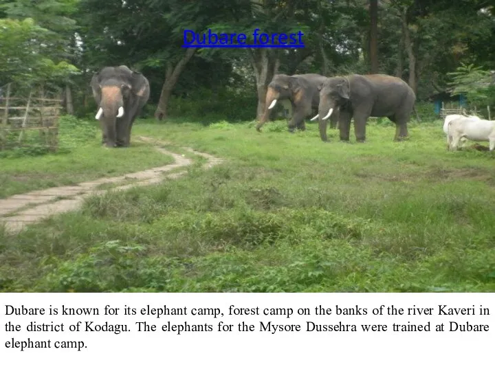 Shankar Falls Dubare is known for its elephant camp, forest camp on