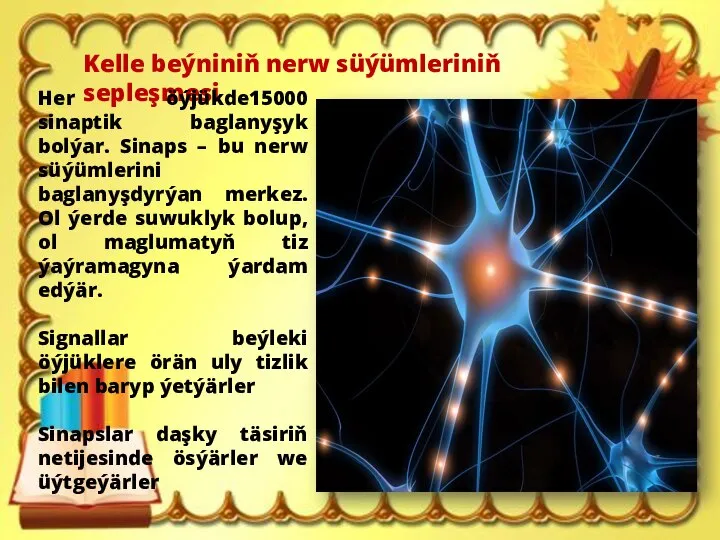 Kelle beýniniň nerw süýümleriniň sepleşmesi Her öýjükde15000 sinaptik baglanyşyk bolýar. Sinaps –