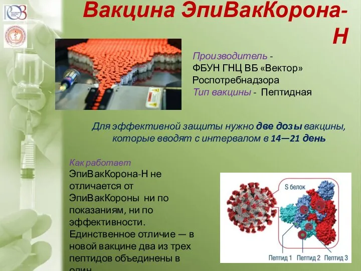 Вакцина ЭпиВакКорона-Н Производитель - ФБУН ГНЦ ВБ «Вектор» Роспотребнадзора Тип вакцины -