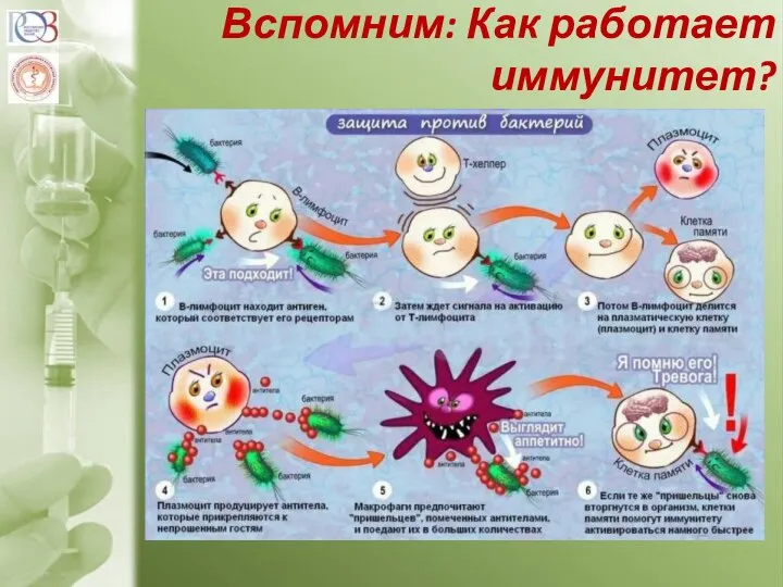 Вспомним: Как работает иммунитет?