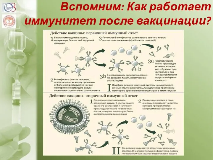 Вспомним: Как работает иммунитет после вакцинации?