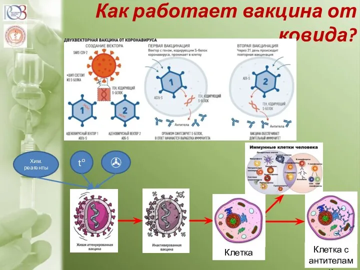 Как работает вакцина от ковида? Хим. реагенты to ✇