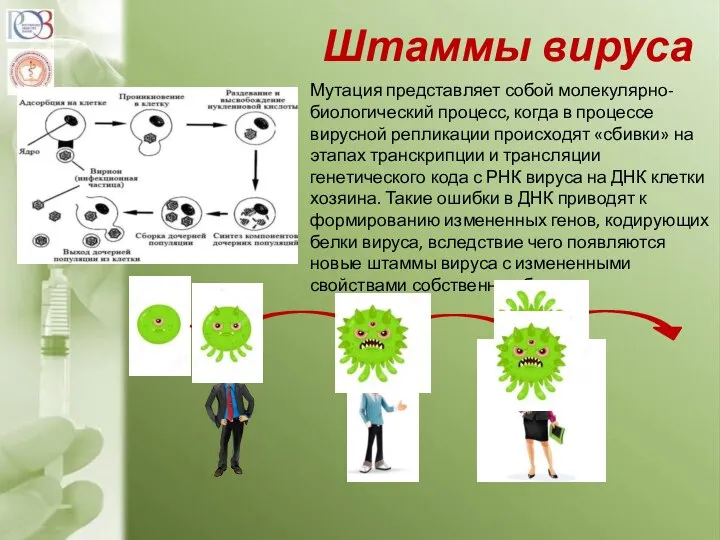 Штаммы вируса Мутация представляет собой молекулярно-биологический процесс, когда в процессе вирусной репликации