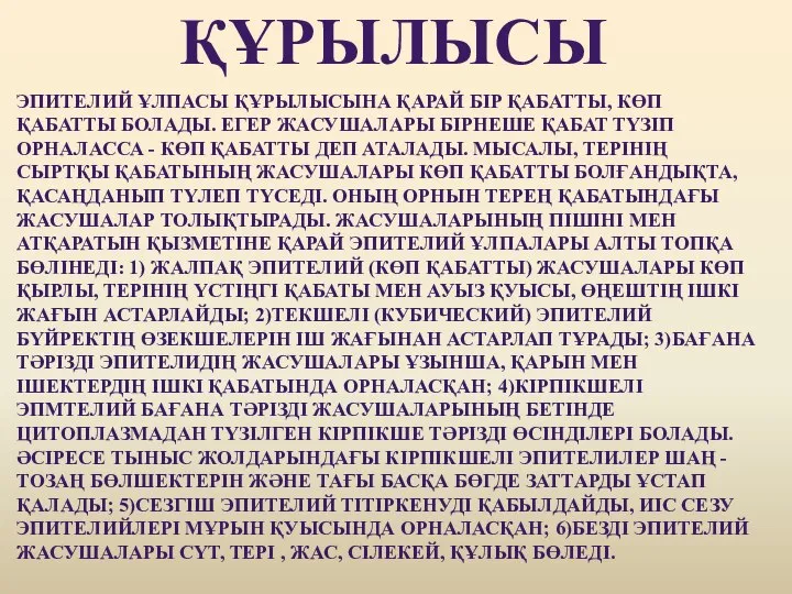 ҚҰРЫЛЫСЫ ЭПИТЕЛИЙ ҰЛПАСЫ ҚҰРЫЛЫСЫНА ҚАРАЙ БІР ҚАБАТТЫ, КӨП ҚАБАТТЫ БОЛАДЫ. ЕГЕР ЖАСУШАЛАРЫ