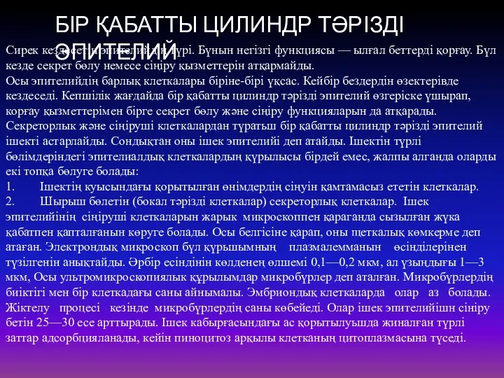 БІР ҚАБАТТЫ ЦИЛИНДР ТӘРІЗДІ ЭПИТЕЛИЙ Сирек кездесетін эпителийдің түрі. Бүнын негізгі функциясы