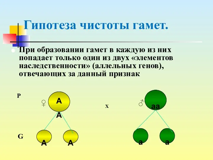 Гипотеза чистоты гамет. При образовании гамет в каждую из них попадает только