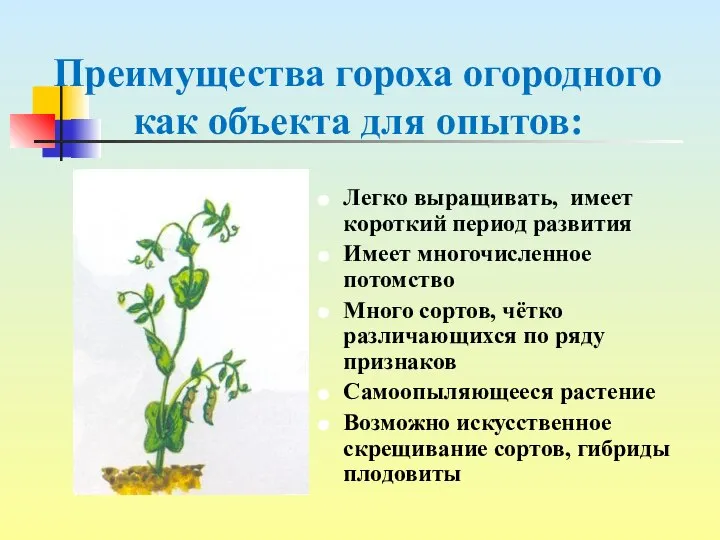 Преимущества гороха огородного как объекта для опытов: Легко выращивать, имеет короткий период