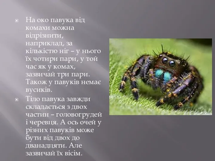 На око павука від комахи можна відрізнити, наприклад, за кількістю ніг –