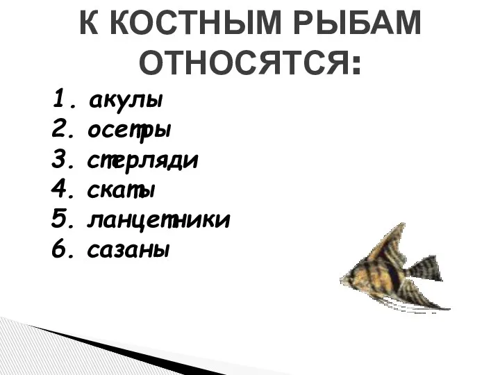 1. акулы 2. осетры 3. стерляди 4. скаты 5. ланцетники 6. сазаны К КОСТНЫМ РЫБАМ ОТНОСЯТСЯ: