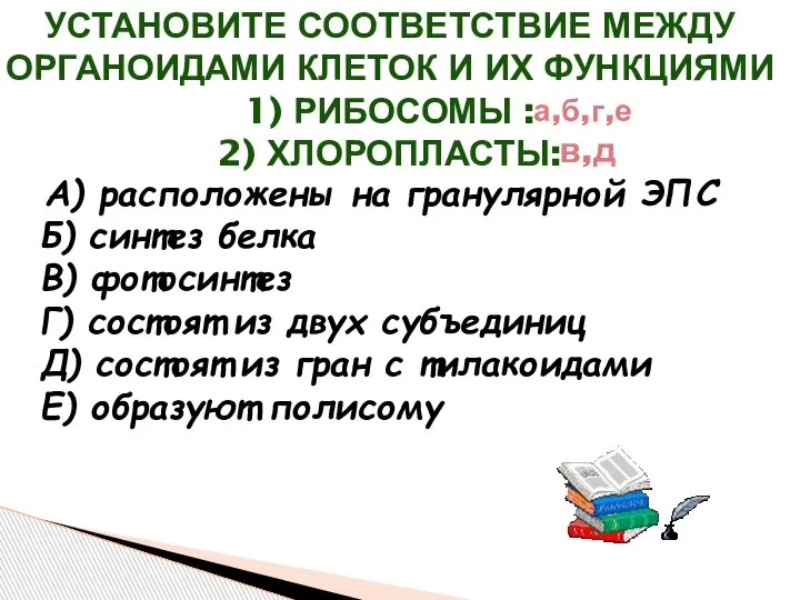 А) расположены на гранулярной ЭПС Б) синтез белка В) фотосинтез Г) состоят