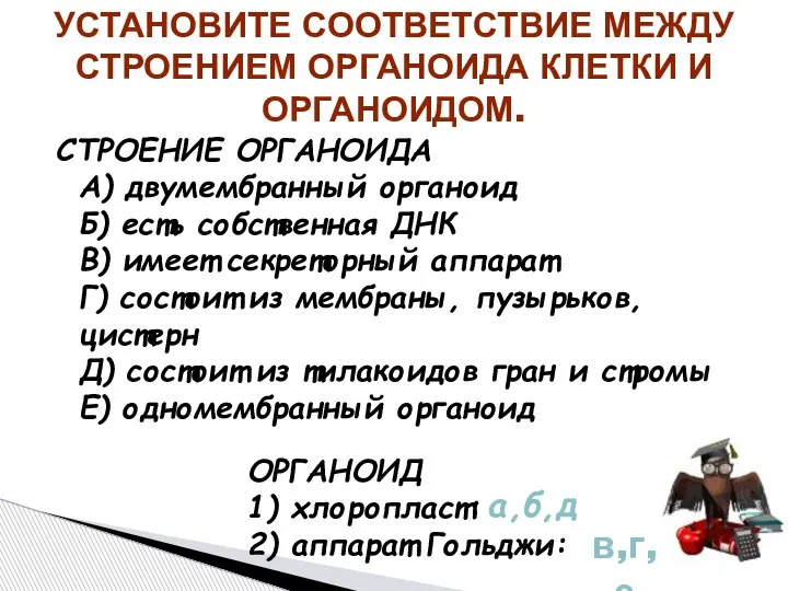 СТРОЕНИЕ ОРГАНОИДА A) двумембранный органоид Б) есть собственная ДНК B) имеет секреторный