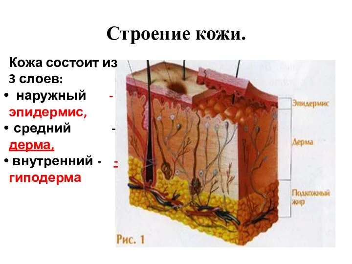 Строение кожи. Кожа состоит из 3 слоев: наружный - эпидермис, средний -