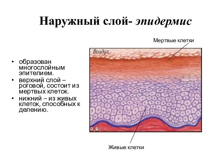 Наружный слой- эпидермис образован многослойным эпителием. верхний слой – роговой, состоит из