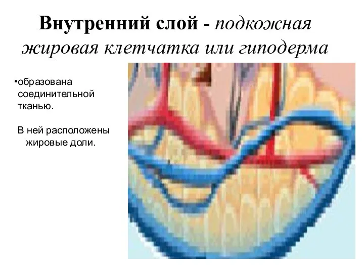 Внутренний слой - подкожная жировая клетчатка или гиподерма образована соединительной тканью. В ней расположены жировые доли.