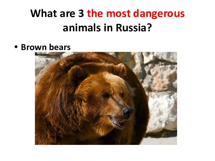 What are 3 the most dangerous animals in Russia? Brown bears