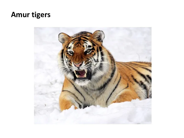 Amur tigers