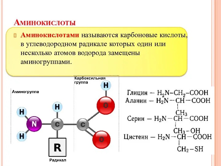 Аминокислоты Аминокислотами называются карбоновые кислоты, в углеводородном радикале которых один или несколько атомов водорода замещены аминогруппами.