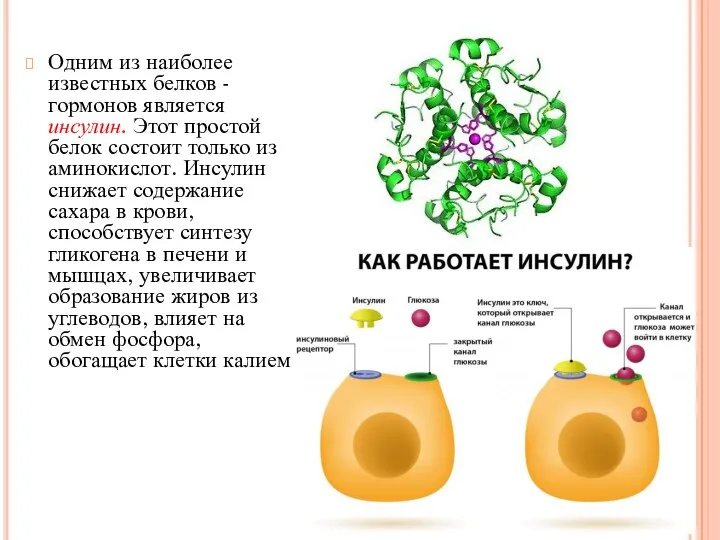 Одним из наиболее известных белков - гормонов является инсулин. Этот простой белок