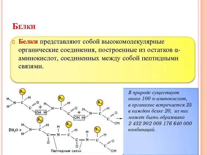 Белки Белки представляют собой высокомолекулярные органические соединения, построенные из остатков α-аминокислот, соединенных