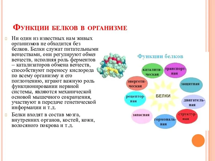 Функции белков в организме Ни один из известных нам живых организмов не