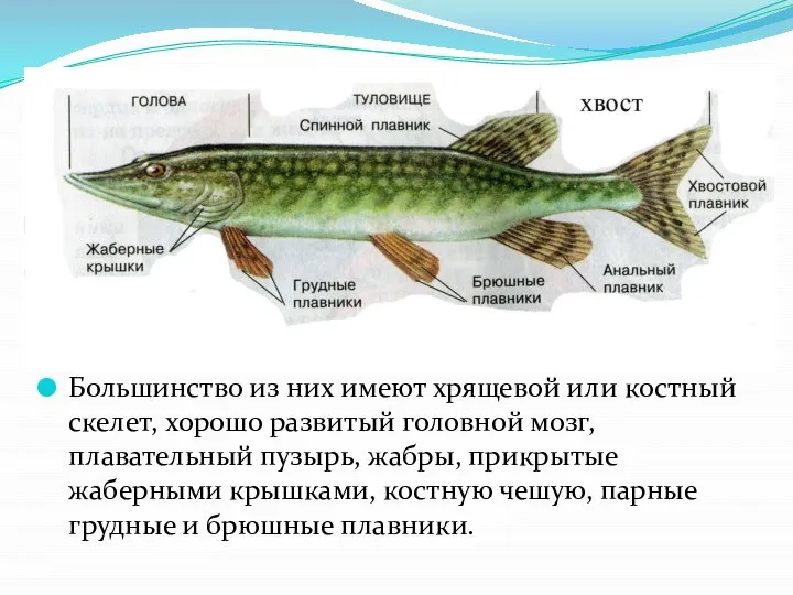 Большинство из них имеют хрящевой или костный скелет, хорошо развитый головной мозг,