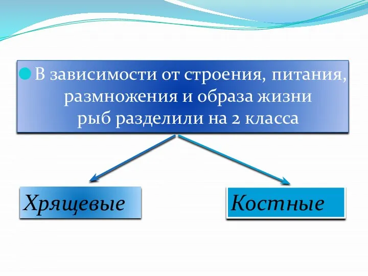 В зависимости от строения, питания, размножения и образа жизни рыб разделили на 2 класса Хрящевые Костные