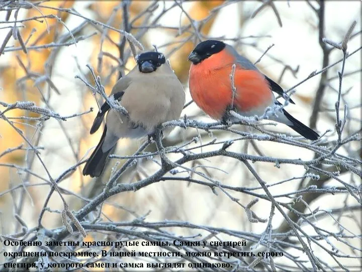 Особенно заметны красногрудые самцы. Самки у снегирей окрашены поскромнее. В нашей местности,