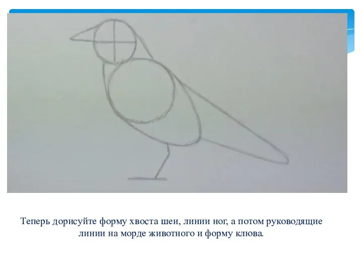 Теперь дорисуйте форму хвоста шеи, линии ног, а потом руководящие линии на