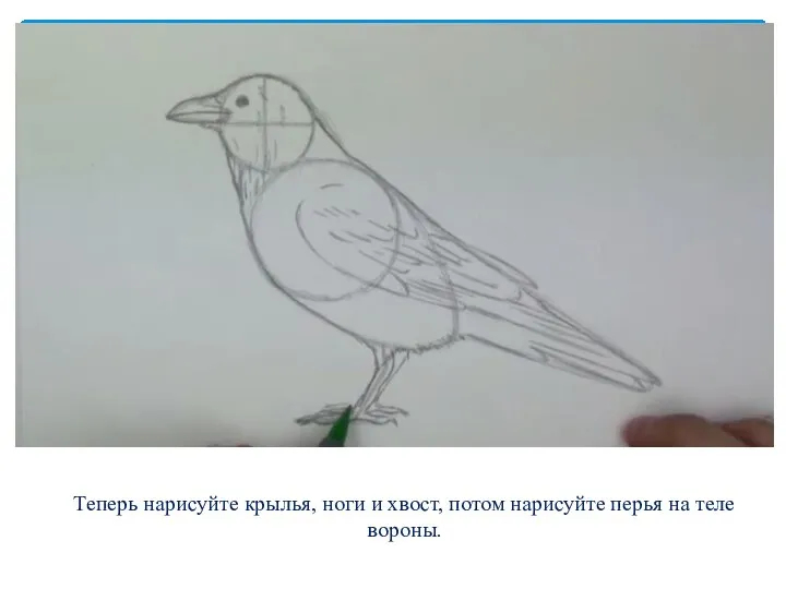 Теперь нарисуйте крылья, ноги и хвост, потом нарисуйте перья на теле вороны.
