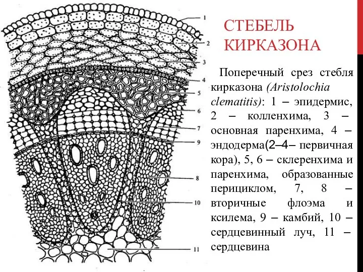 СТЕБЕЛЬ КИРКАЗОНА Поперечный срез стебля кирказона (Aristolochia clematitis): 1 – эпидермис, 2