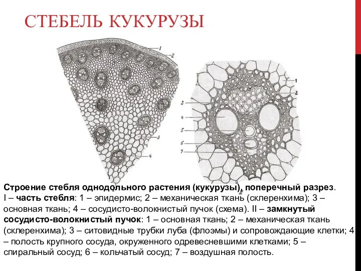 СТЕБЕЛЬ КУКУРУЗЫ Строение стебля однодольного растения (кукурузы), поперечный разрез. I – часть