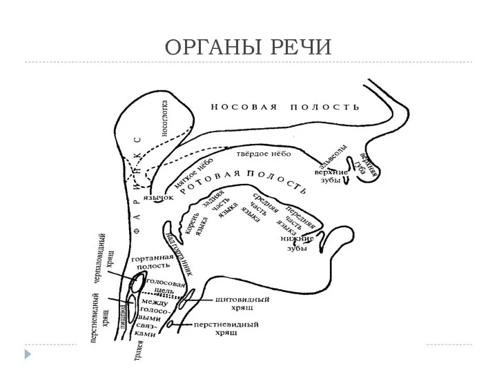 ОРГАНЫ РЕЧИ