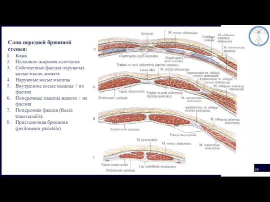 Слои передней брюшной стенки: Кожа Подкожно-жировая клетчатка Собственные фасции наружных косые мышц
