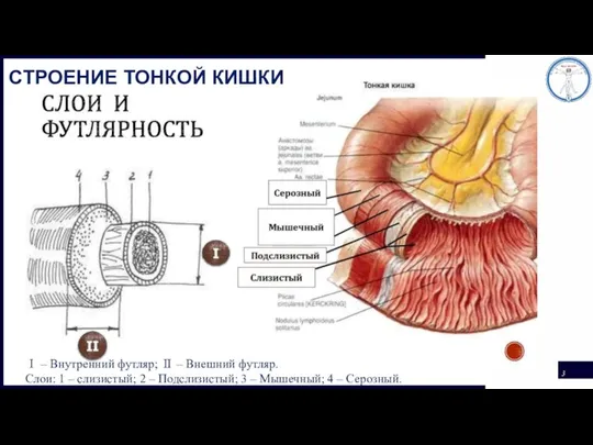 Ⅰ – Внутренний футляр; Ⅱ – Внешний футляр. Слои: 1 – слизистый;