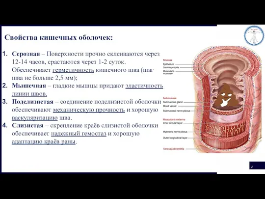 Свойства кишечных оболочек: Серозная – Поверхности прочно склеиваются через 12-14 часов, срастаются