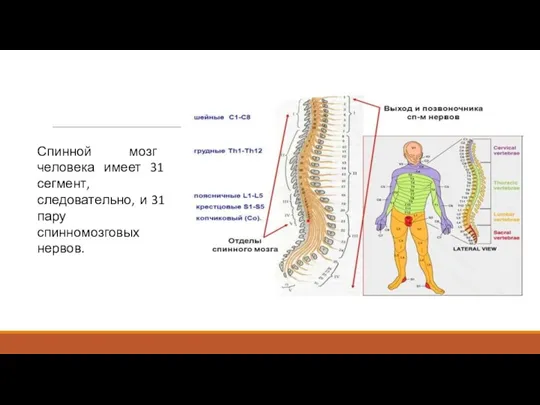 Спинной мозг человека имеет 31 сегмент, следовательно, и 31 пару спинномозговых нервов.