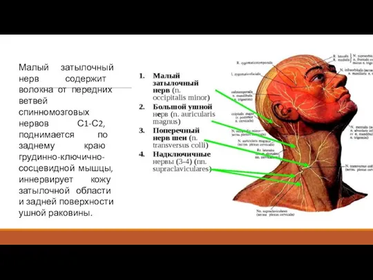 Малый затылочный нерв содержит волокна от передних ветвей спинномозговых нервов С1-С2, поднимается