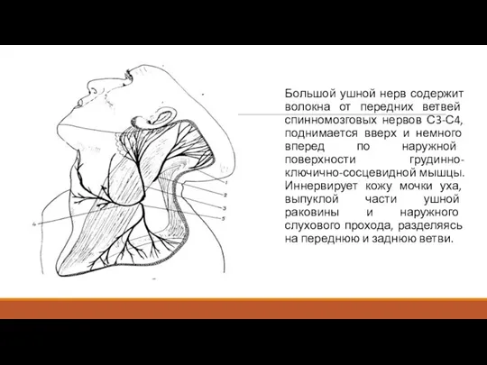 Большой ушной нерв содержит волокна от передних ветвей спинномозговых нервов С3-С4, поднимается