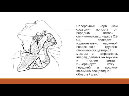 Поперечный нерв шеи содержит волокна от передних ветвей спинномозговых нервов С2-С3, проходит